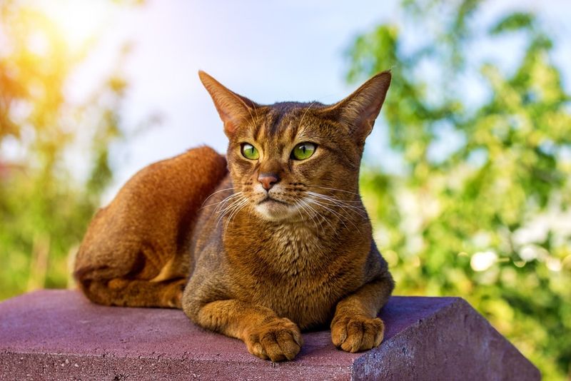 Abyssinian
