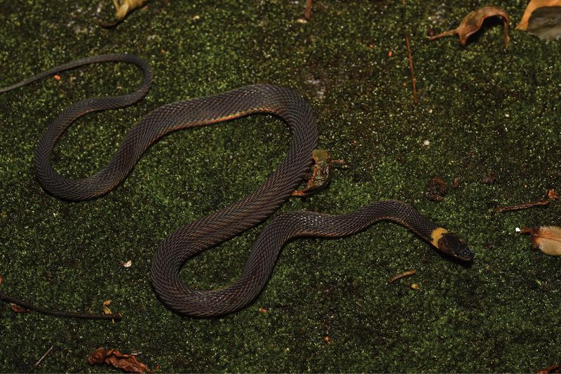 Achalinus sp. – New Species from Hunan, China