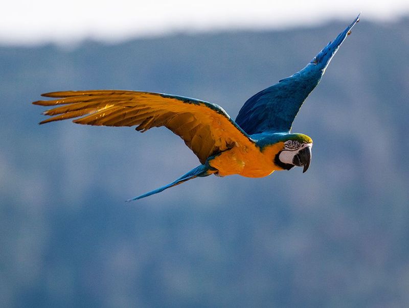 Acrobatic Flyers