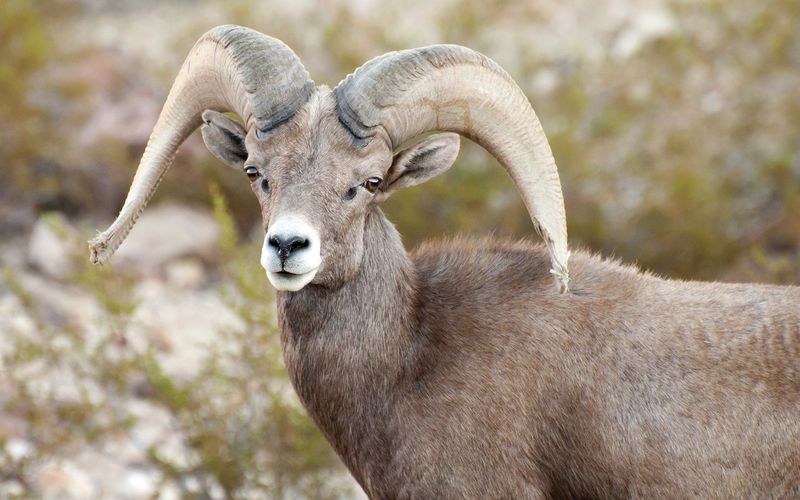 Adaptations of the Bighorn Sheep