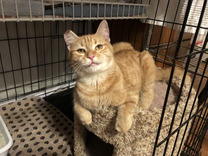 Adoption and Rescue