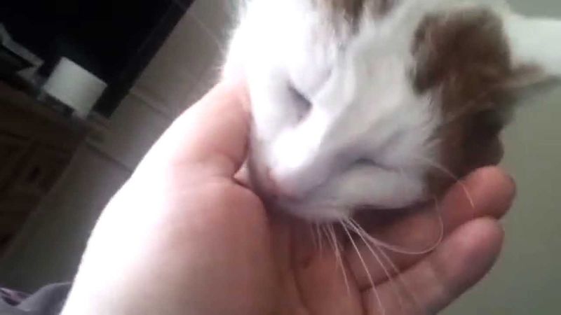 Affectionate Personality