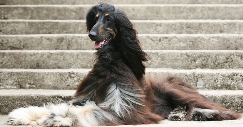 Afghan Hound