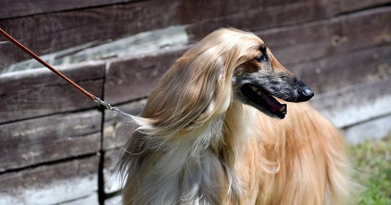 Afghan Hound