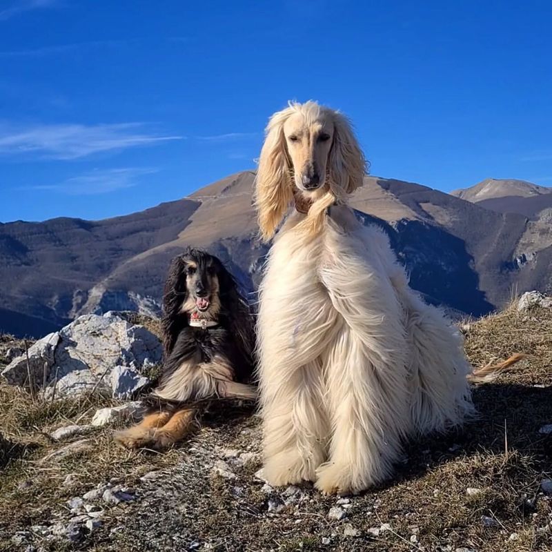 Afghan Hound