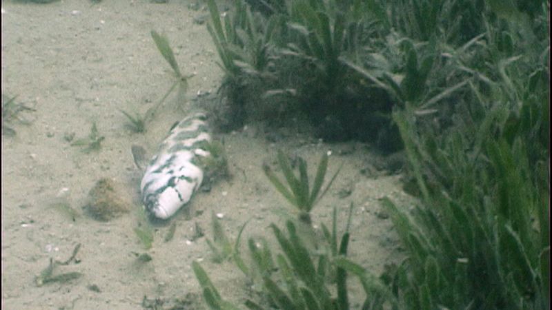 African Cichlid