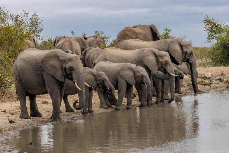 African Elephant