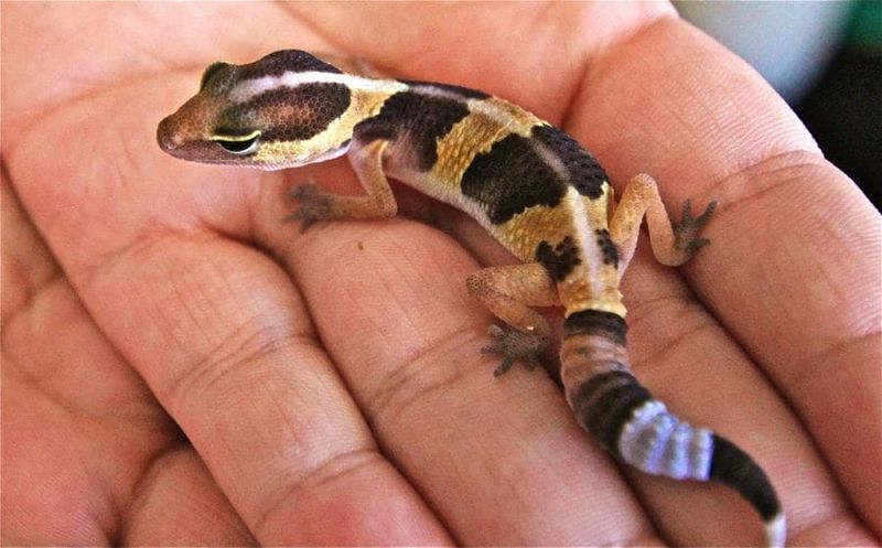 African Fat-tailed Gecko