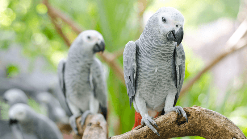 African Grey Parrot