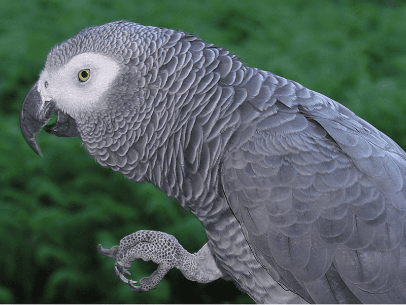 African Grey Parrot