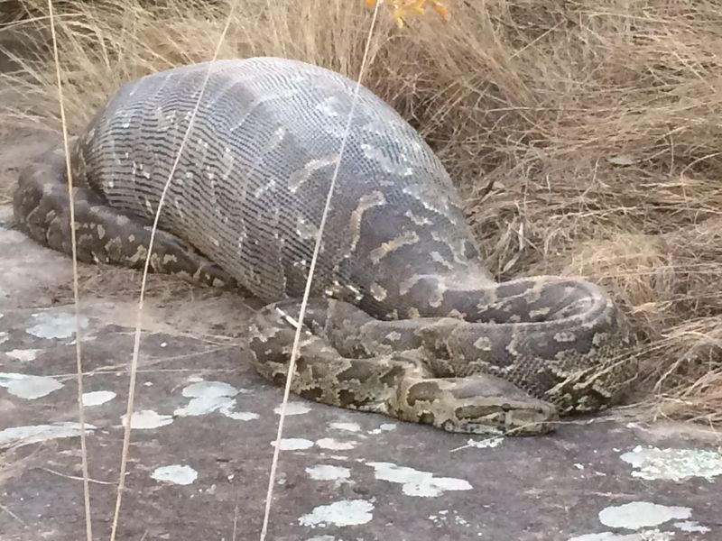 African Rock Python