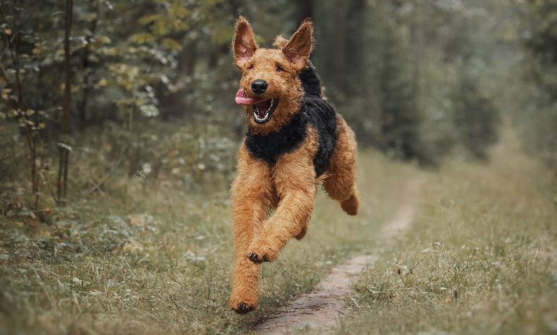 Airedale Terrier