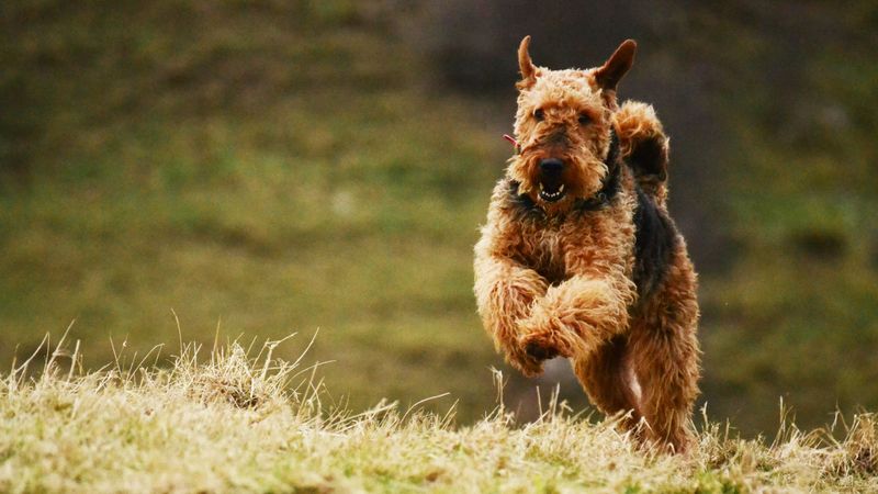 Airedale Terrier