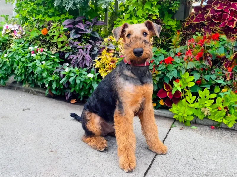 Airedale Terrier