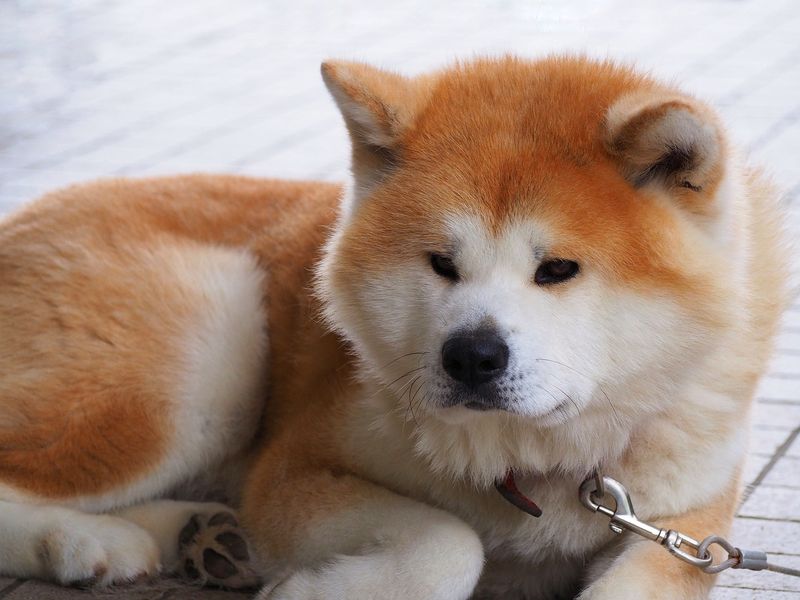 Akita