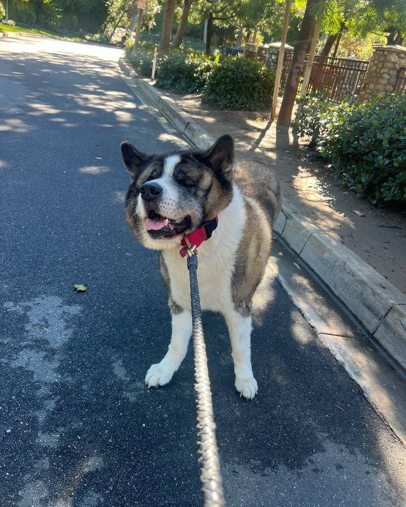 Akita