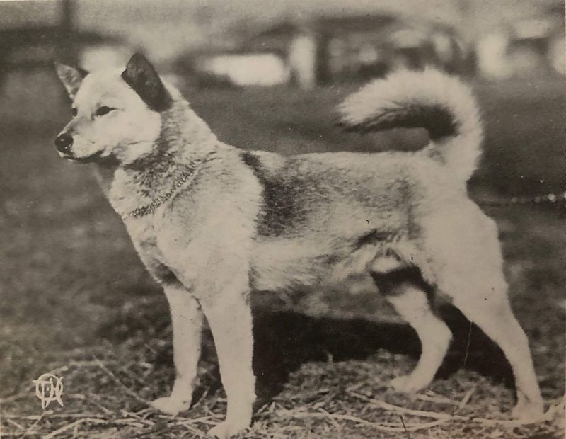 Akita Inu
