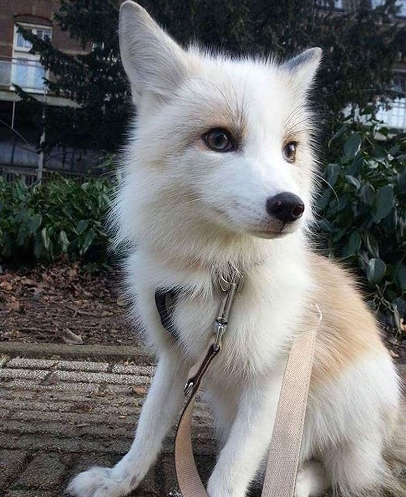 Alaska