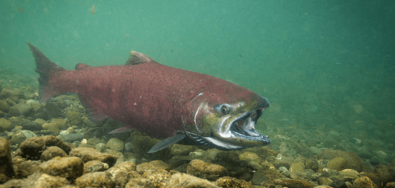 Alaskan King Salmon