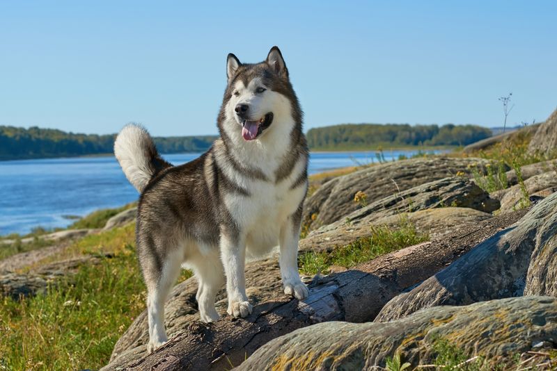 Alaskan Malamute