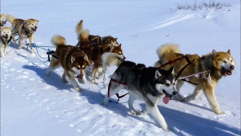 Alaskan Malamute