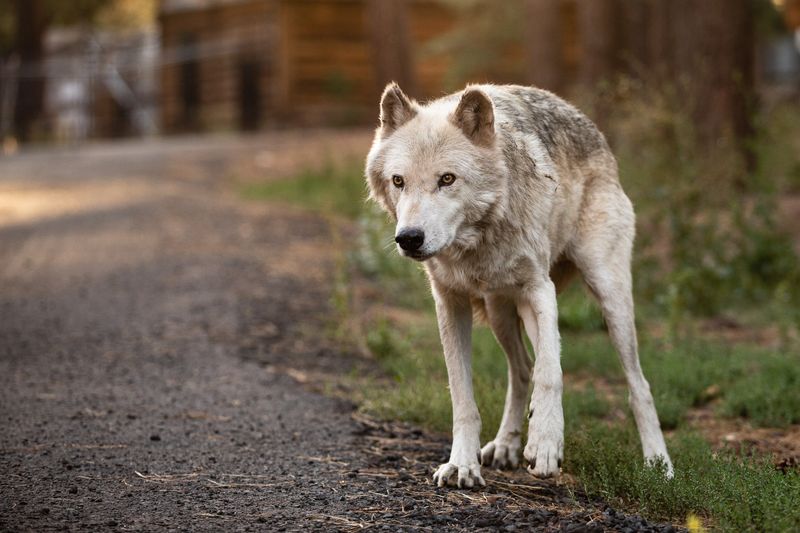 Alaskan Tundra Gray Wolf