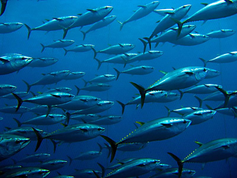 Albacore Tuna