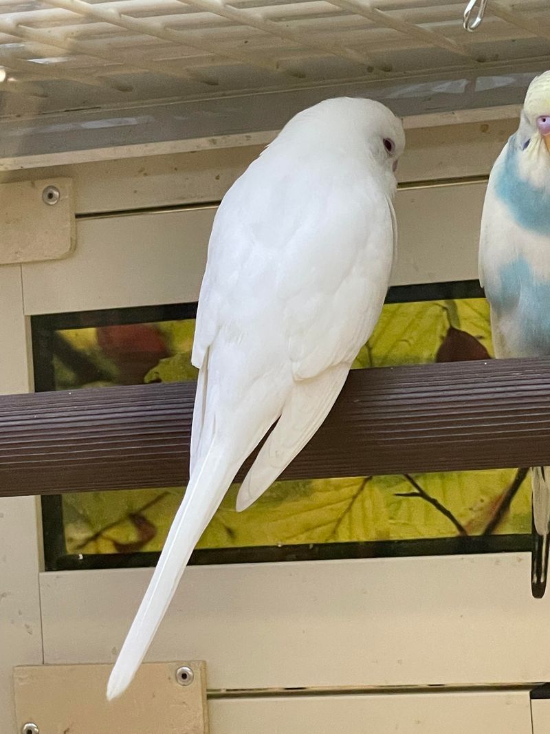 Albino Budgerigar