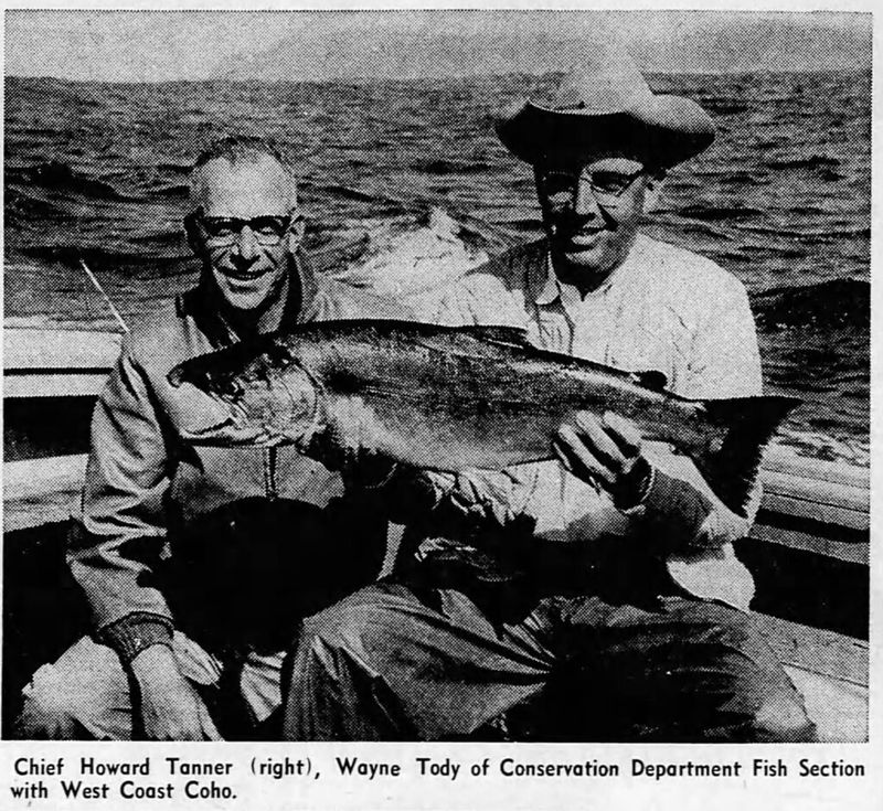Alewife