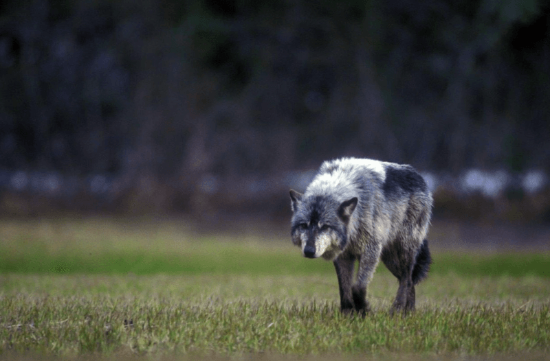 Alexander Archipelago Wolf