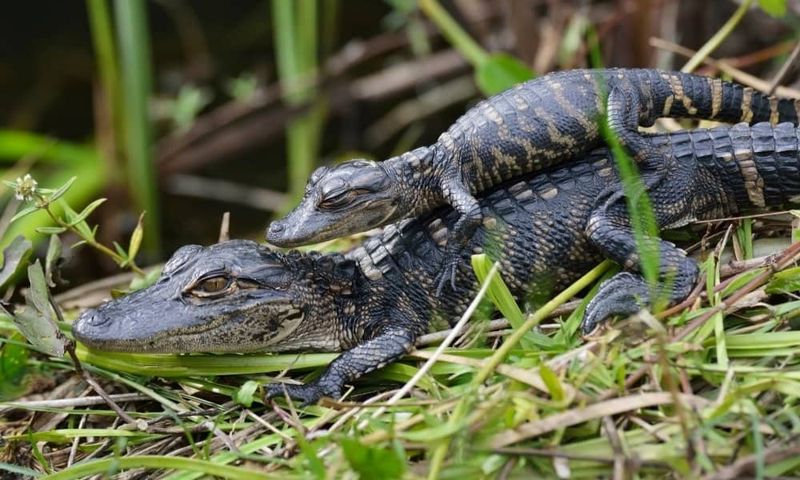 Alligator