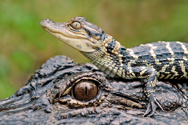 Alligator