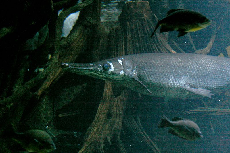 Alligator Gar