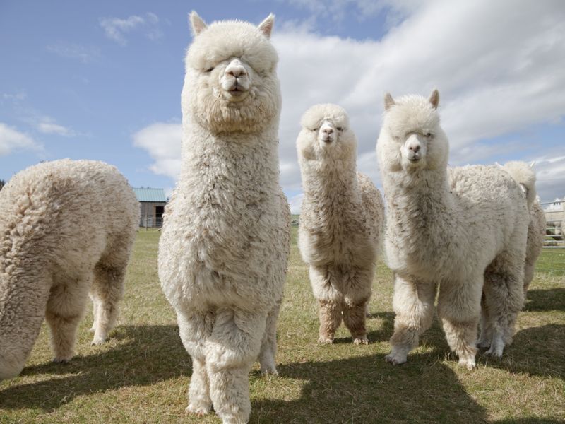 Alpacas