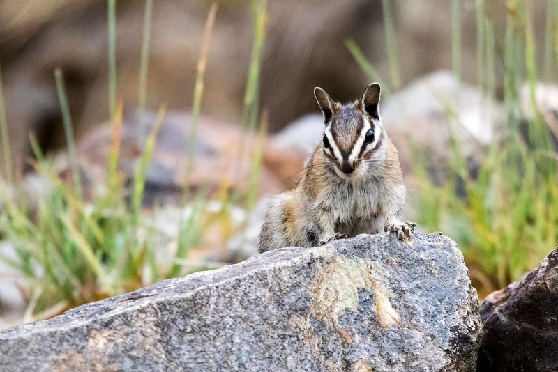 Alpine Chipmunk