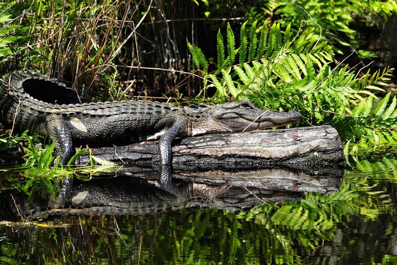 American Alligator