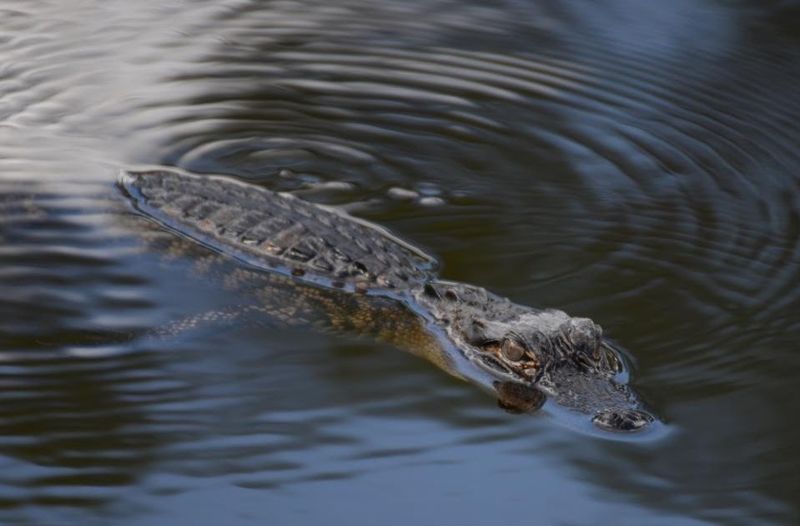 American Alligator