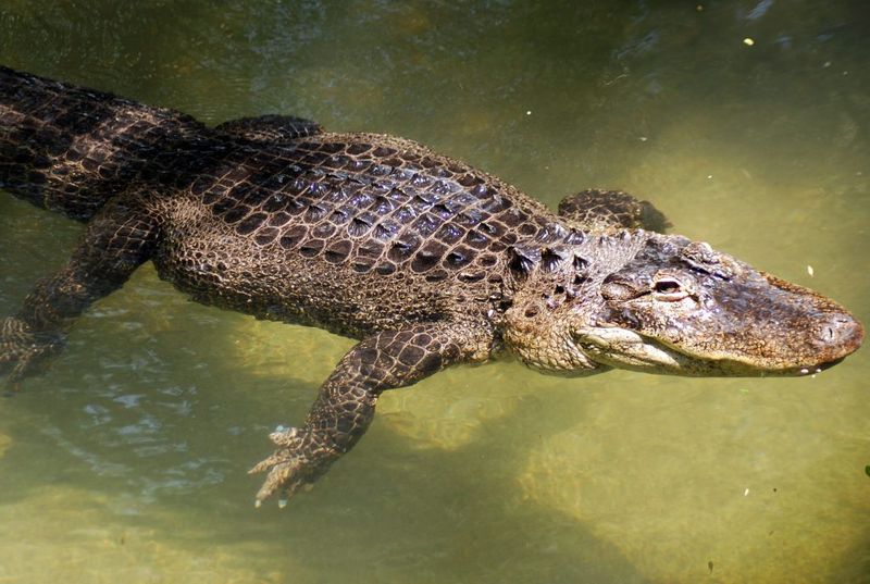 American Alligator
