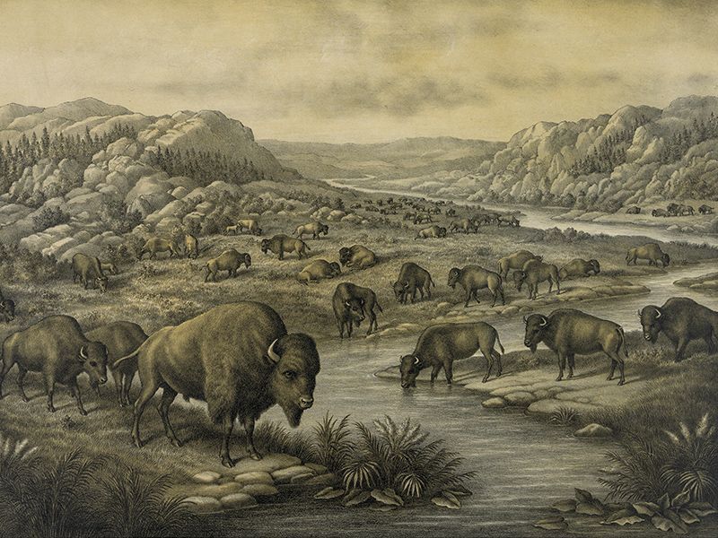 American Bison