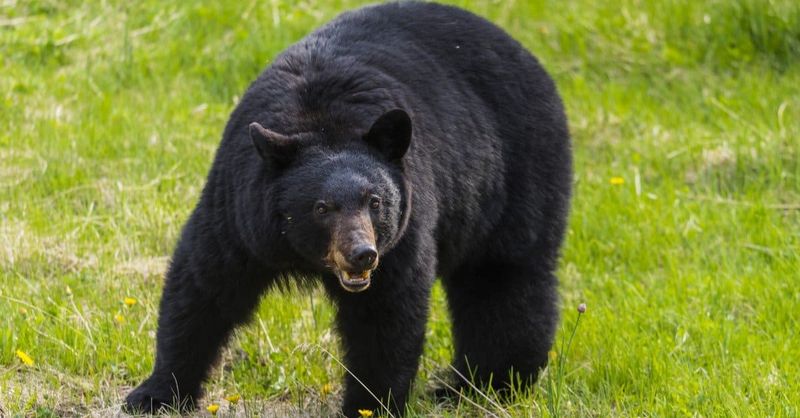 American Black Bear