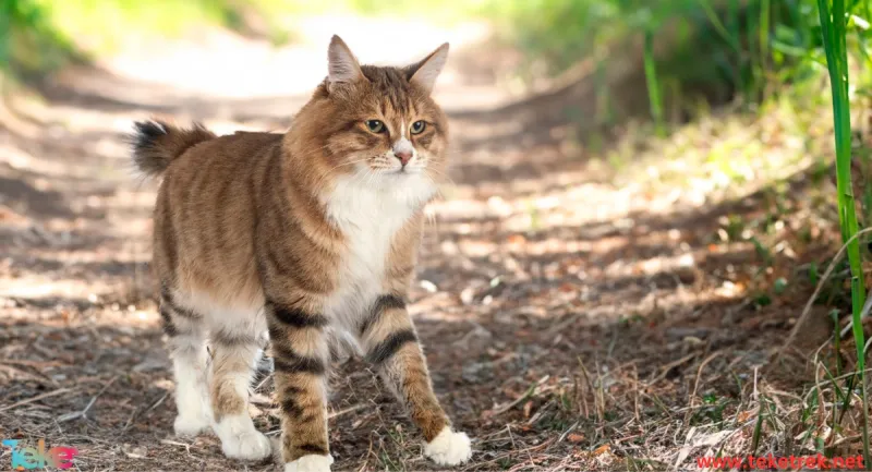American Bobtail