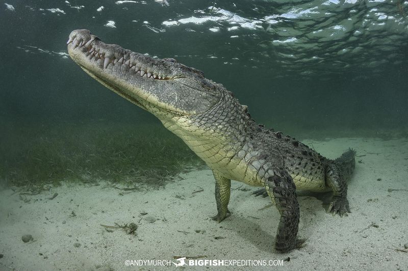 American Crocodile