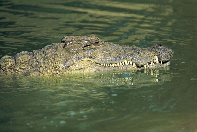 American Crocodile