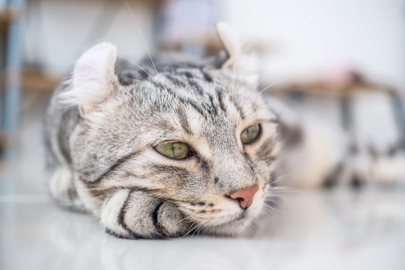 American Curl