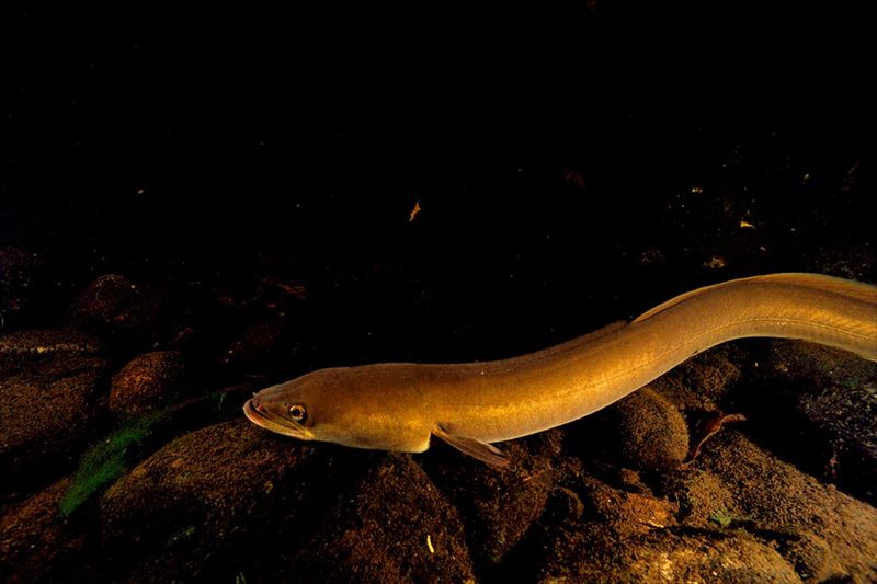 American Eel