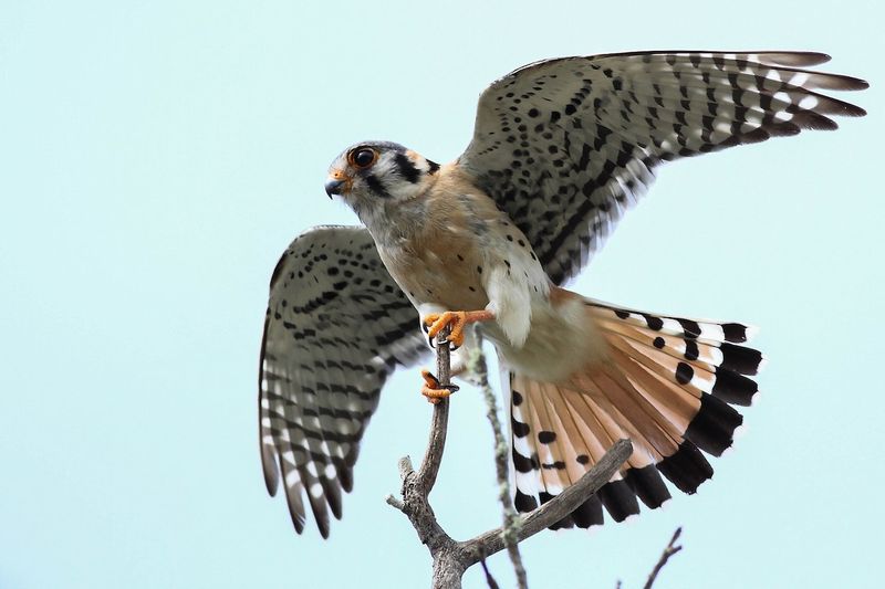 American Kestrel