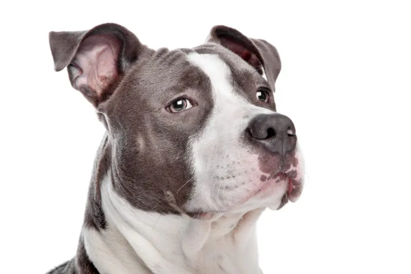 American Pit Bull Terrier