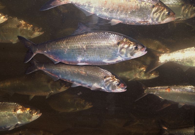 American Shad