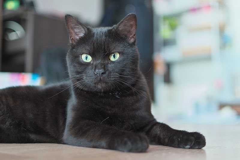 American Shorthair
