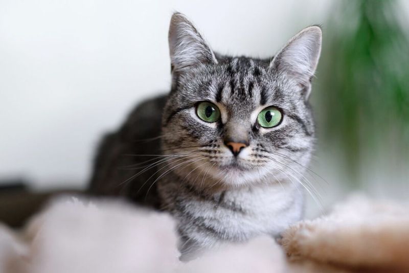American Shorthair